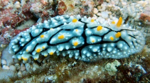Phyllidiella pustulosa